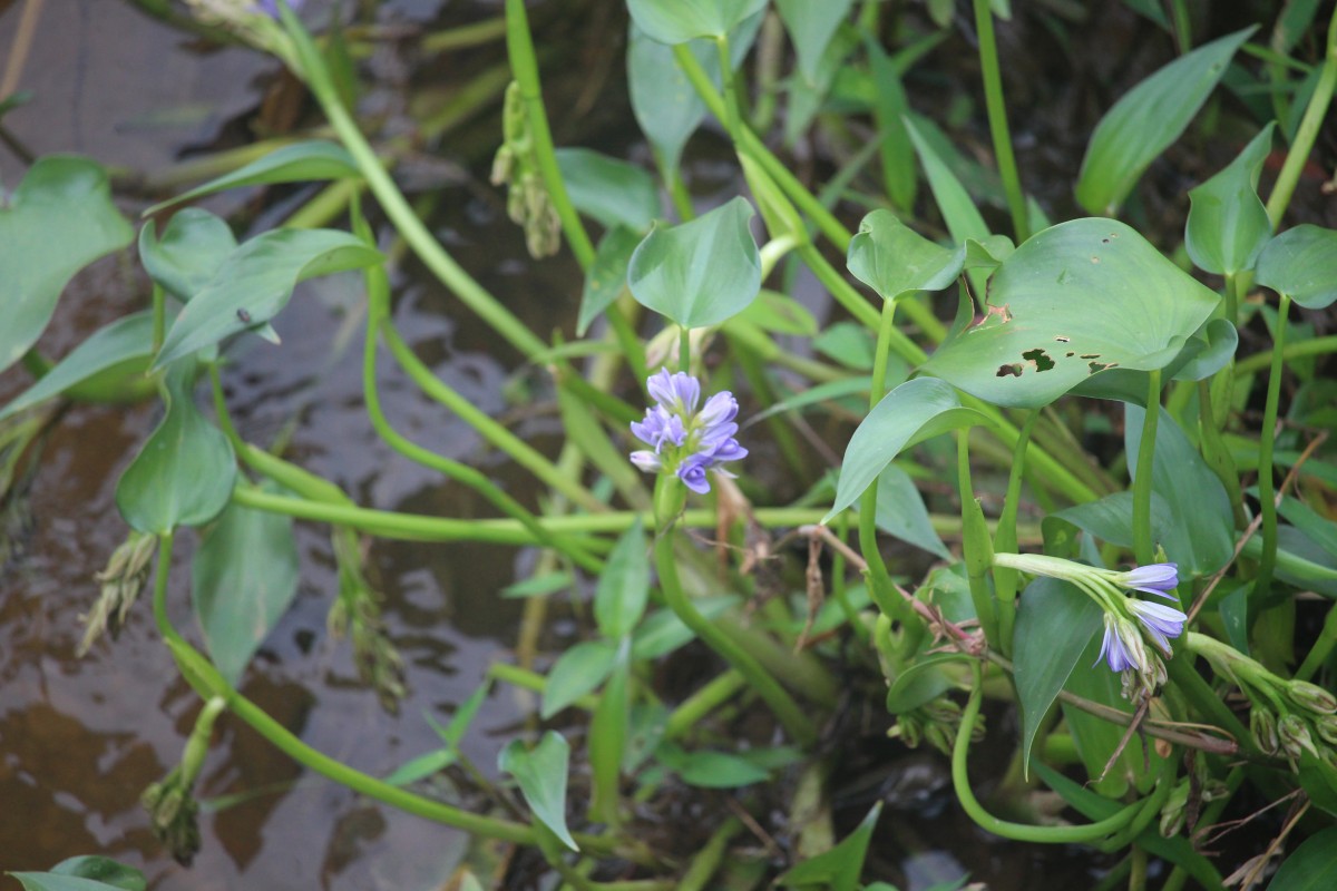 Pontederia vaginalis Burm.f.